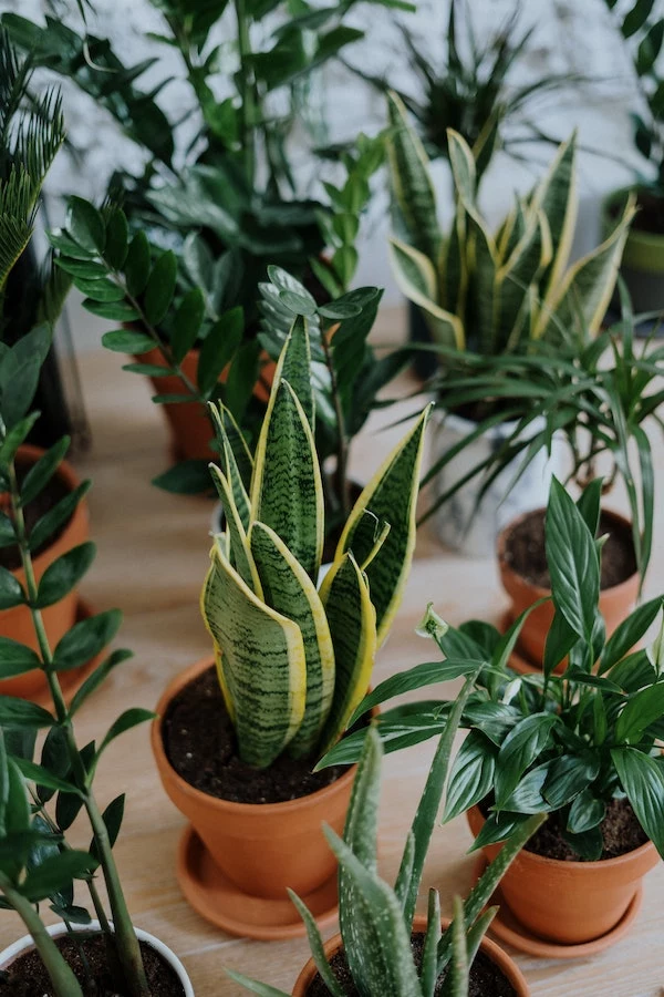 houseplant trends snake plant in between other plants