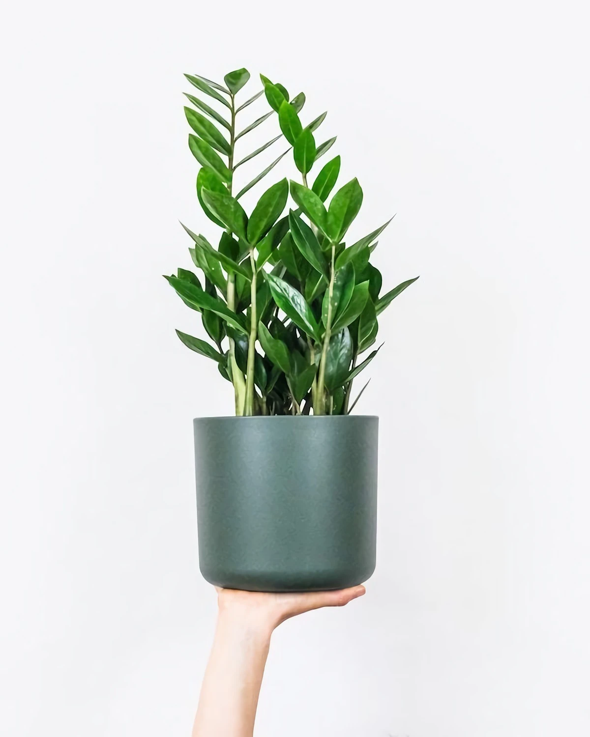 how to get rid of mold on houseplant soil hand holding a potted plant