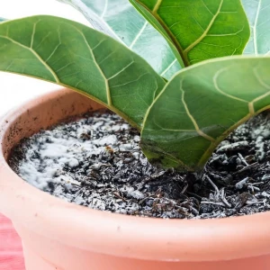 How To Get Rid Of Mold On Houseplant Soil - 5 Effective Methods