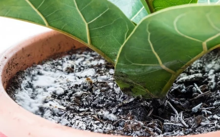 how to get rid of mold on houseplant soil houseplant with mold on it