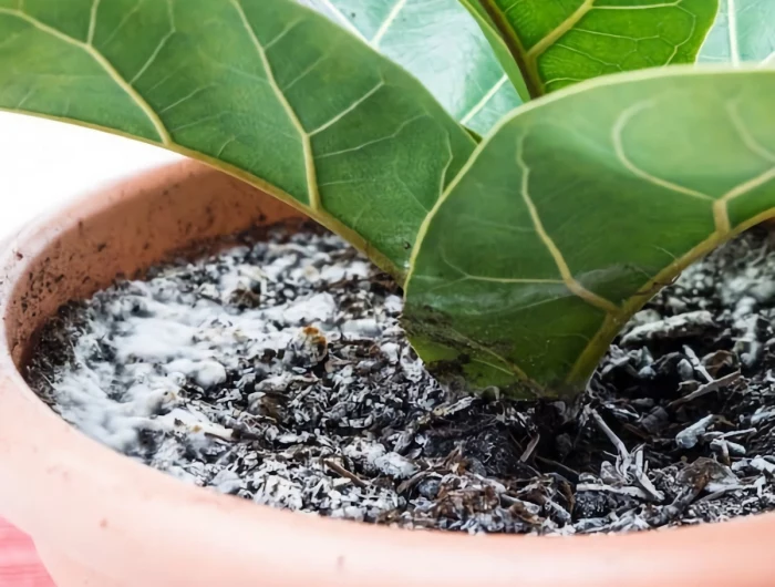 how to get rid of mold on houseplant soil houseplant with mold on it