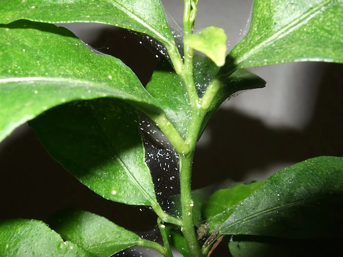 how to get rid of spider mites mites on a leafy plant