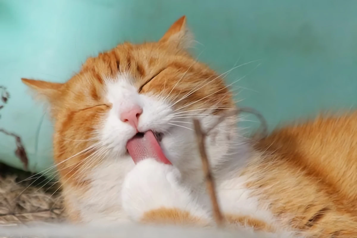 how to tell a cats age orange cat licking itself