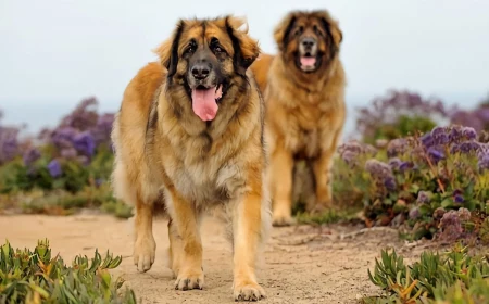 largest dog breeds big leonberger dogs frolicking