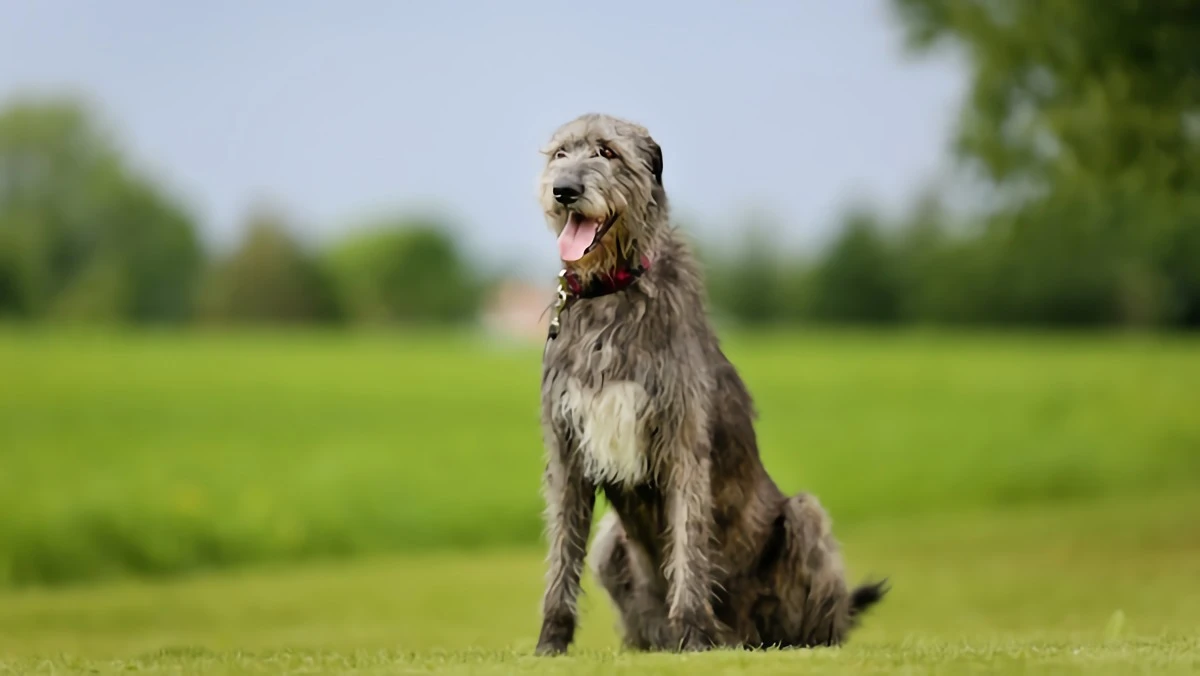 largest dog breeds irish wolfhound dog wiht gray fur