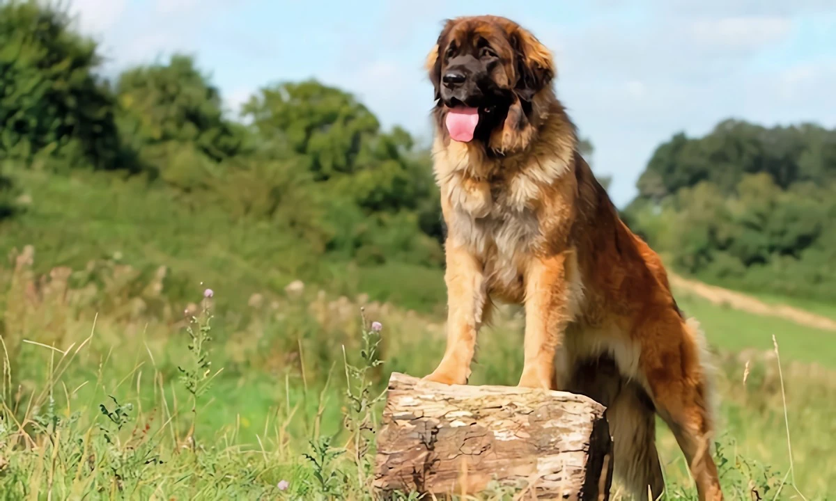 largest dog breeds leonberger dog breed