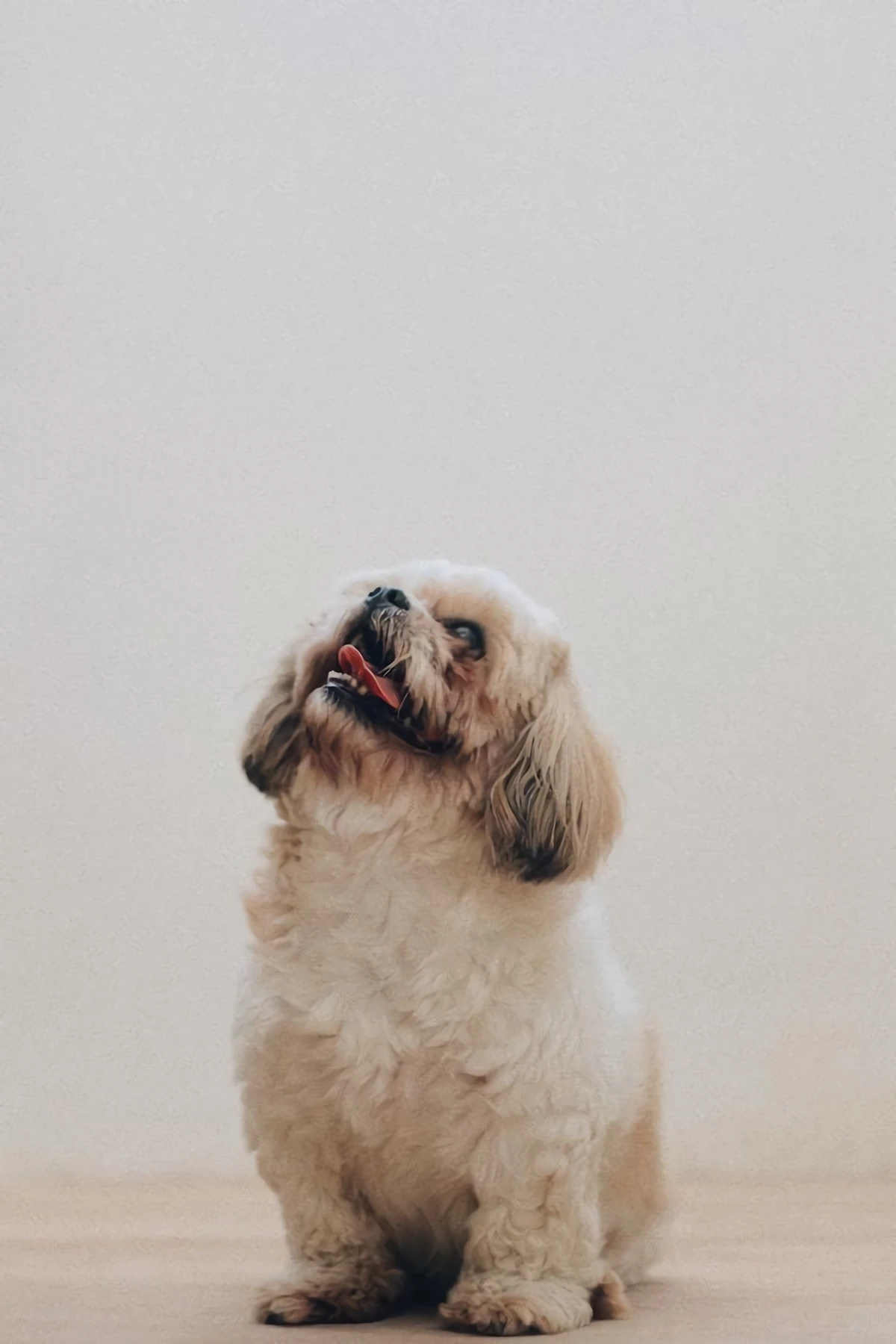 little dog on white background