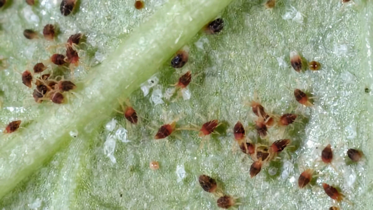 little spider mites on the back of leaf