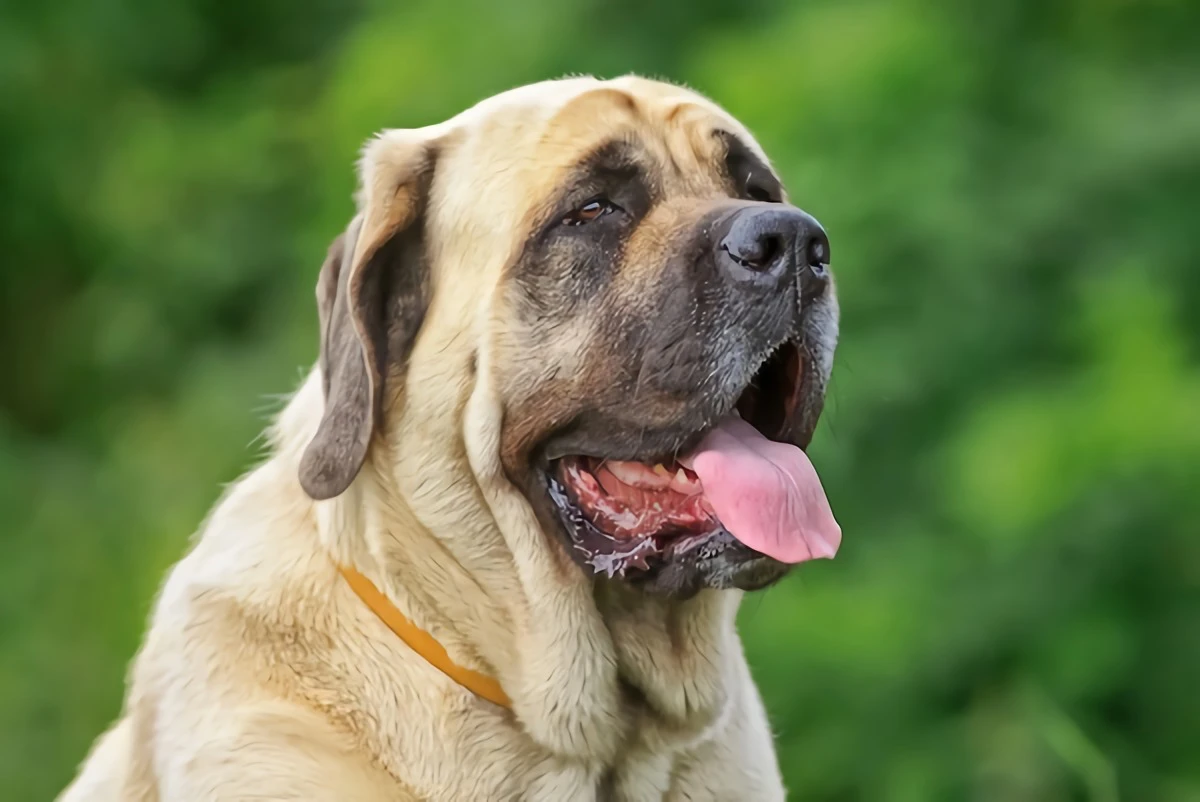 mastiff dog with brown and black