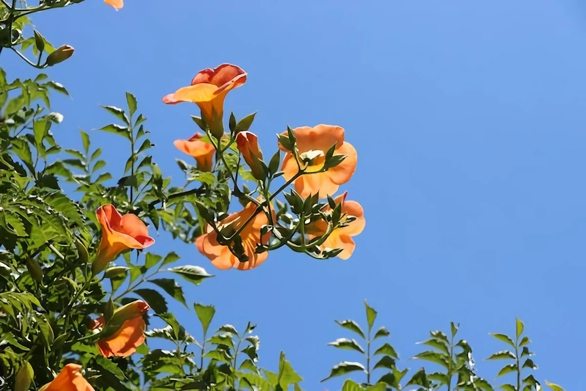 ornage trumpet vine plant in the air