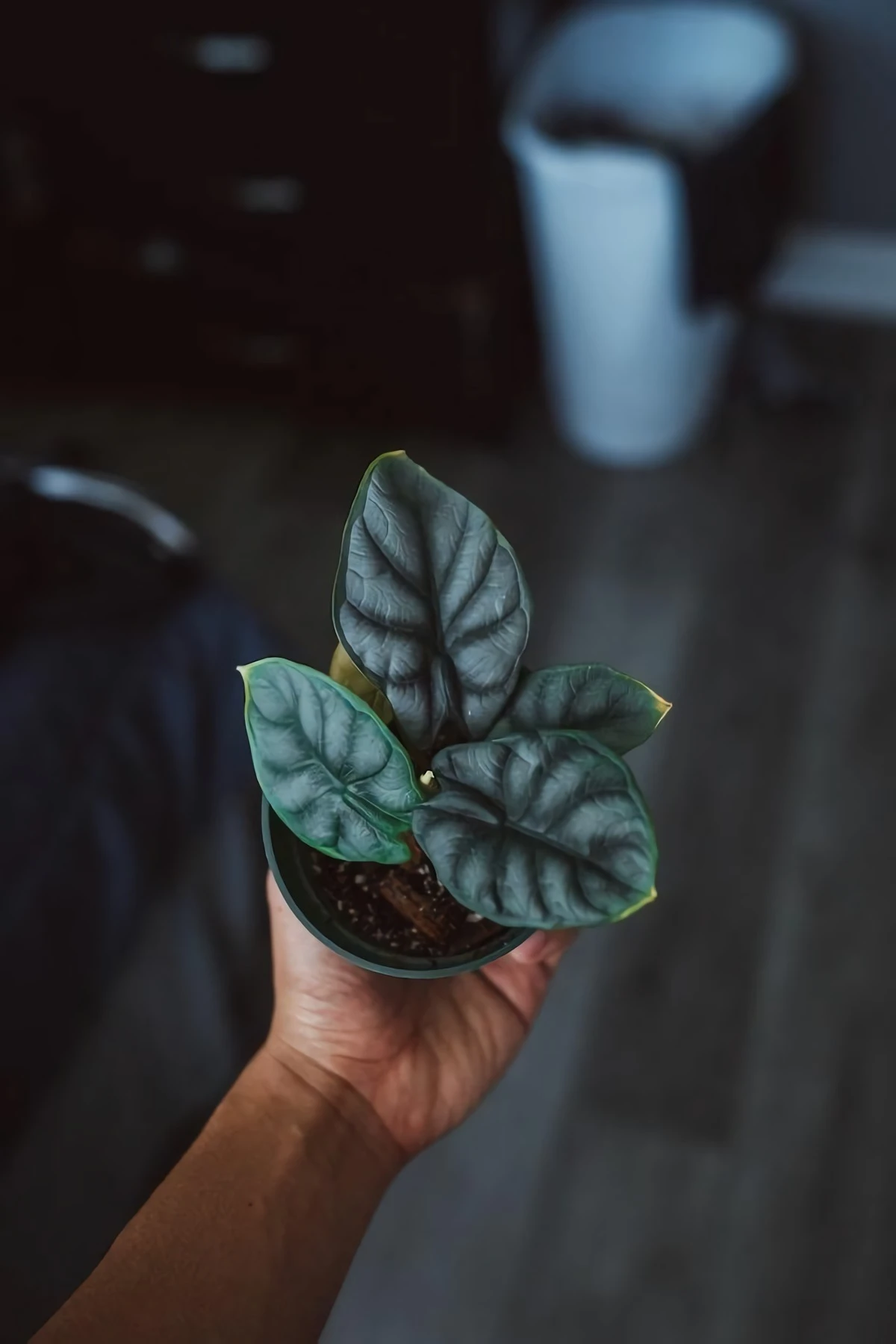 person holding a potted plant