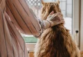 How Do Cats Show Affection? 7+ Ways Your Cats Says “I Love You”