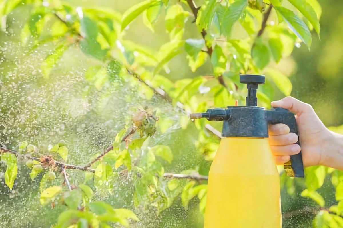 person spraying pesticides on leaves