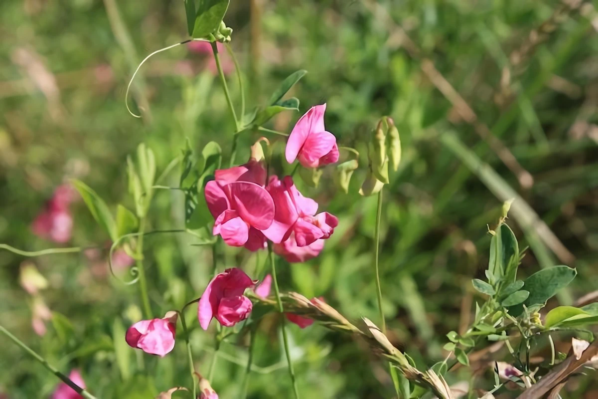 pink sweet pea plant in grass
