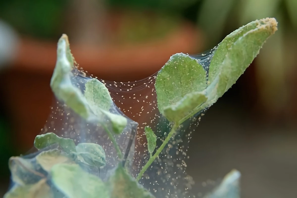plant covered in webs and spider mites
