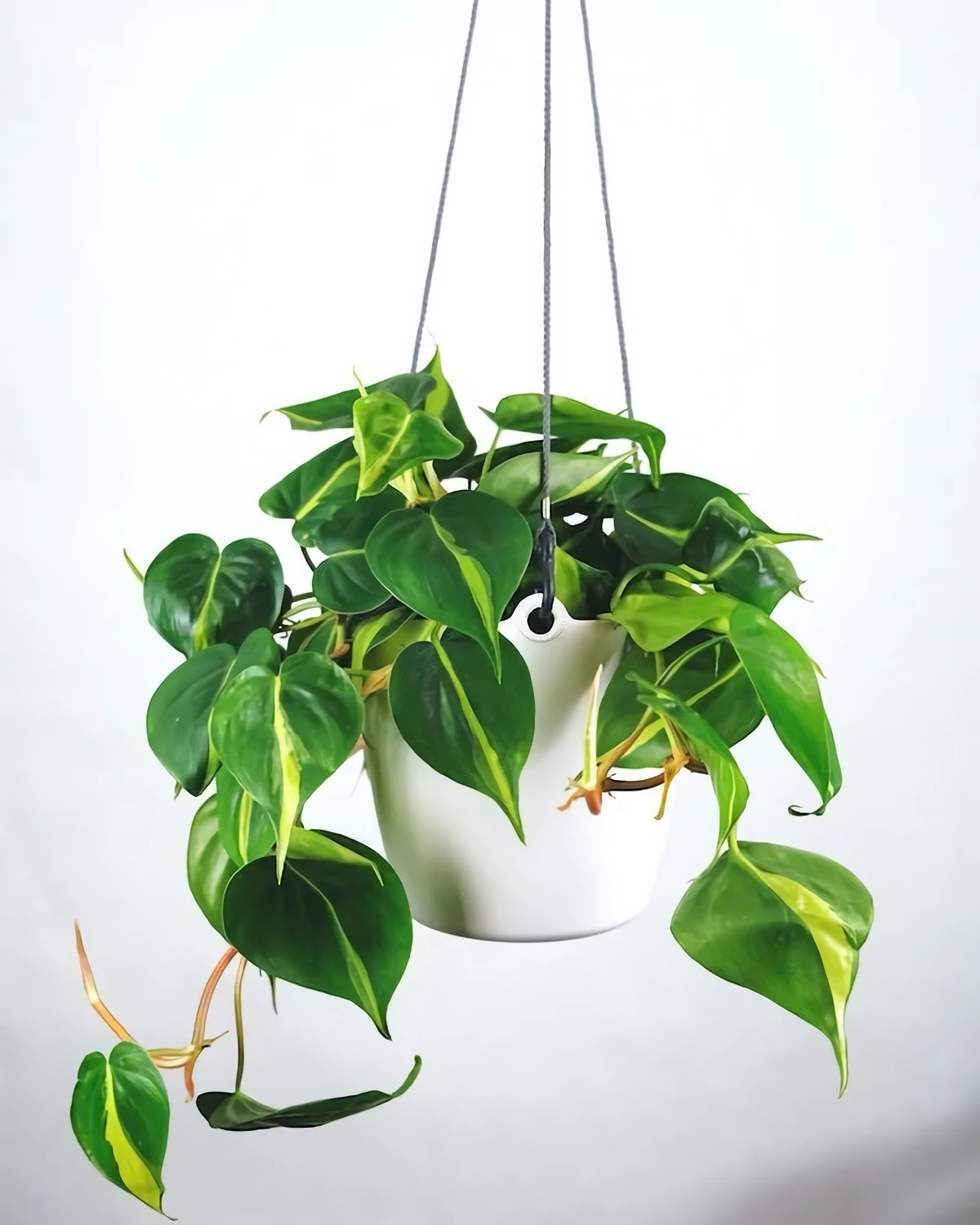 plant hanging from celing