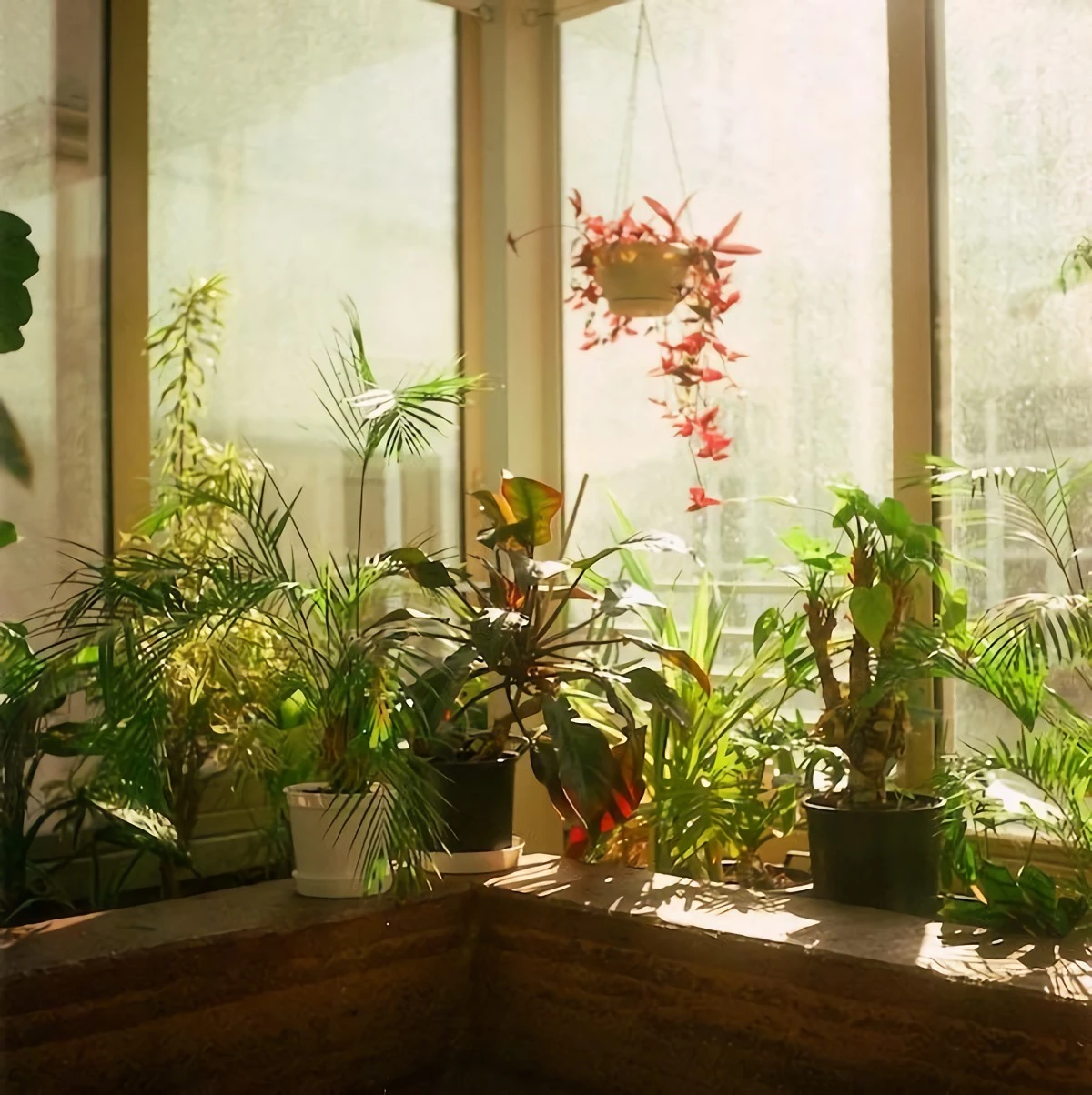 plants sitting in direct sunlight on windowsill