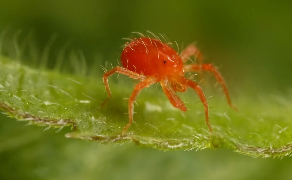 red spider mite up close