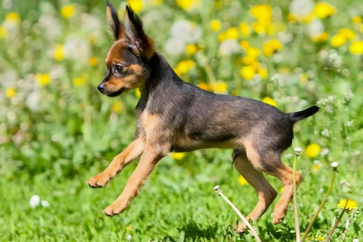 russian toy terrier dog breed