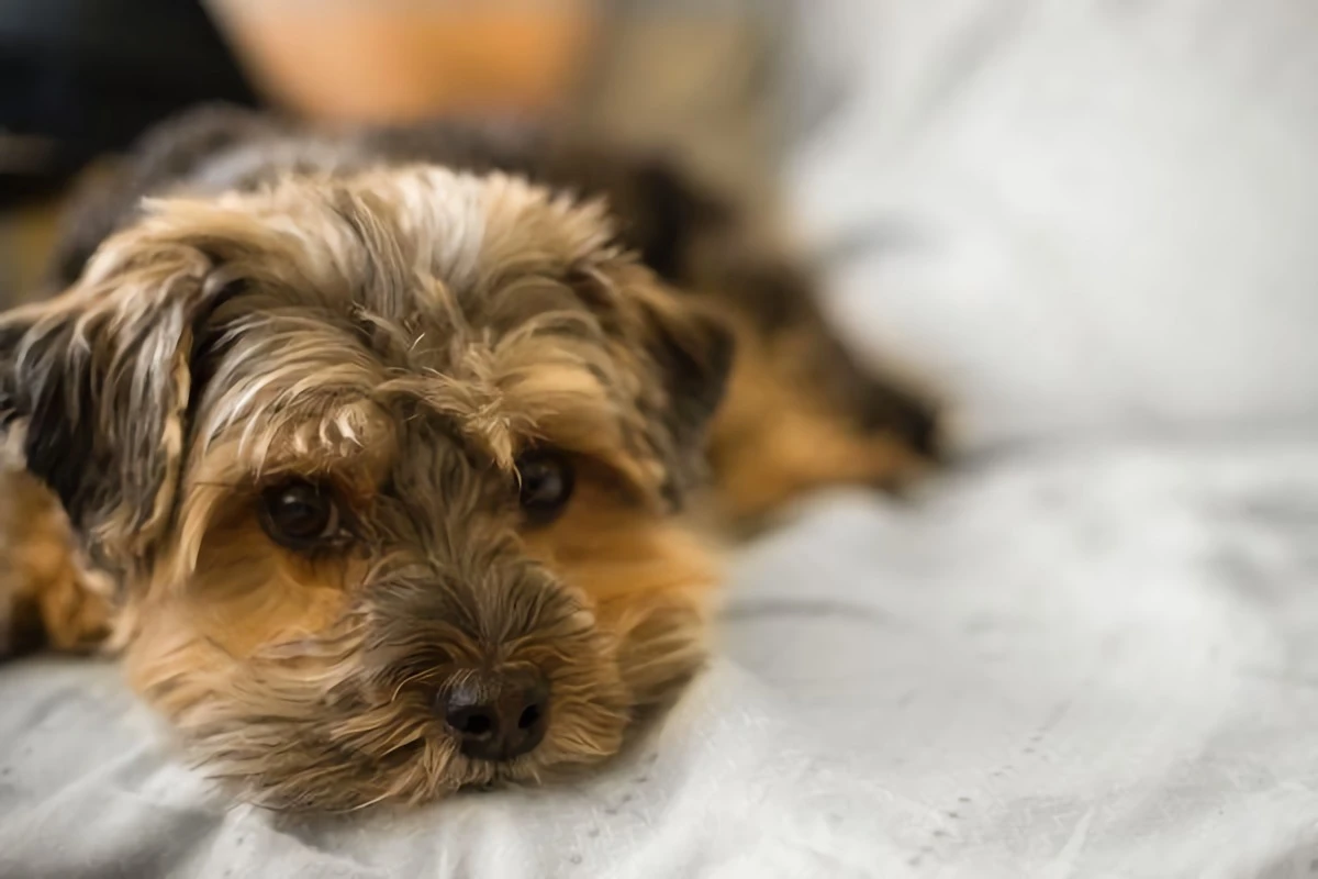 small dog laying down on pillow