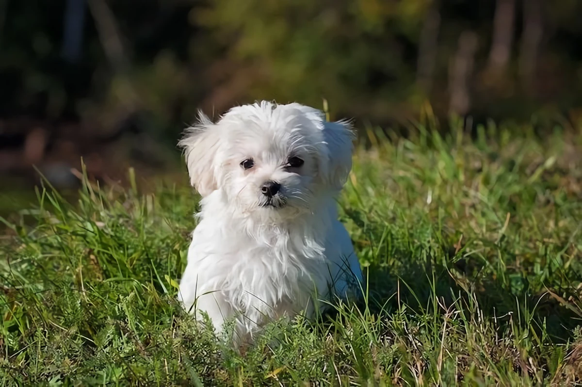 small white dog on grass