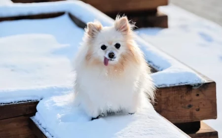 smallest dog breeds dog sticking its tongue out