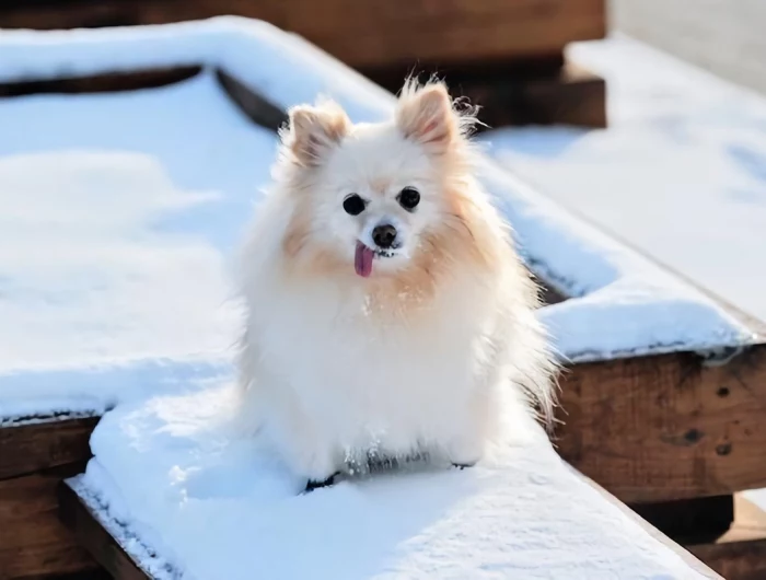 smallest dog breeds dog sticking its tongue out