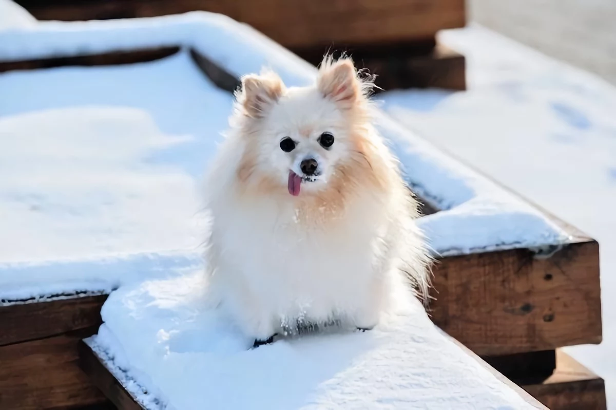 smallest dog breeds dog sticking its tongue out