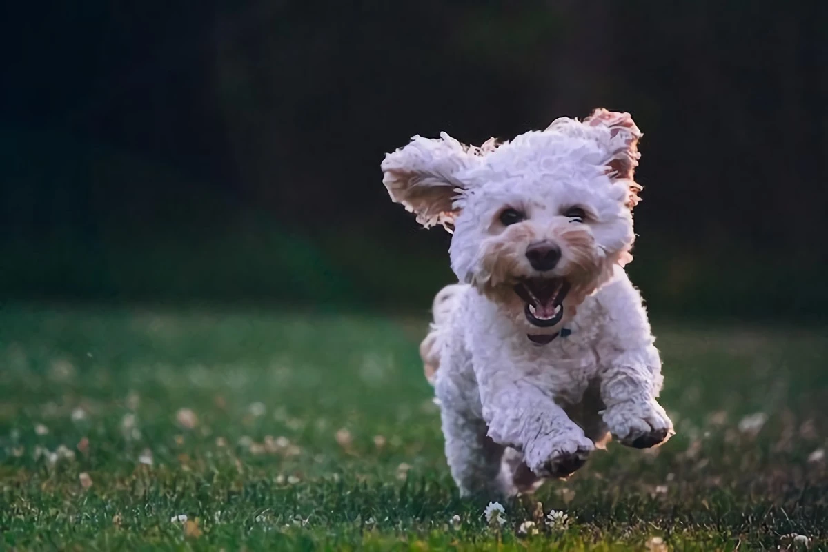 smallest dog breeds small white dog running happily