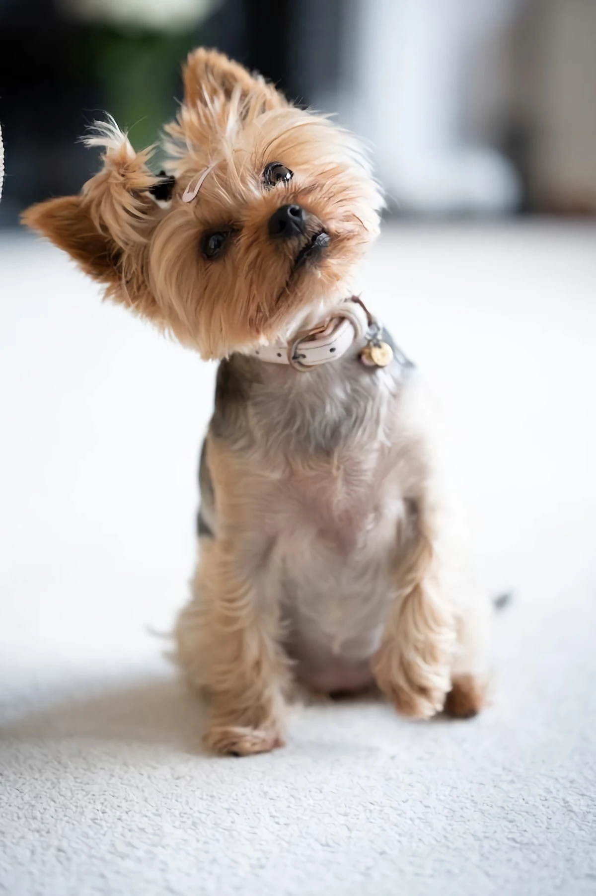smallest dog breeds yorkshire terrier with bow on head