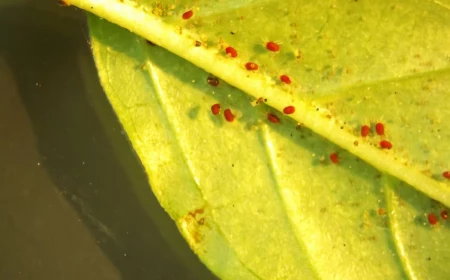 spider mites underneath a leafg