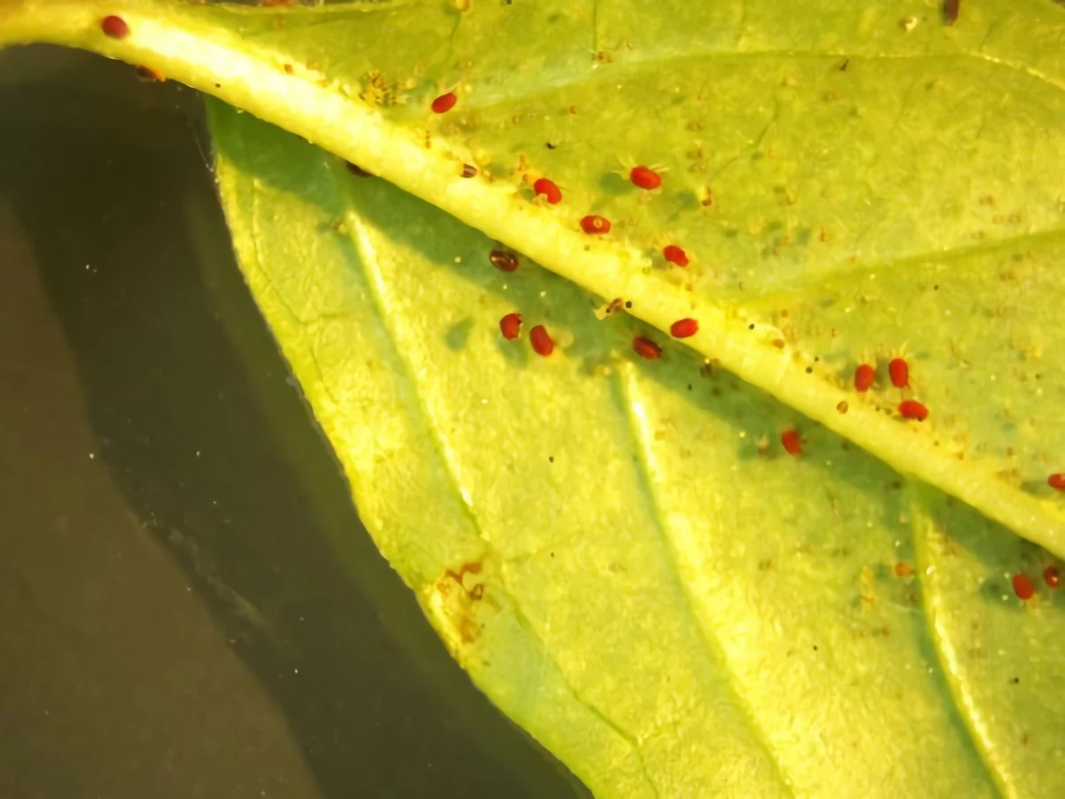 spider mites underneath a leafg