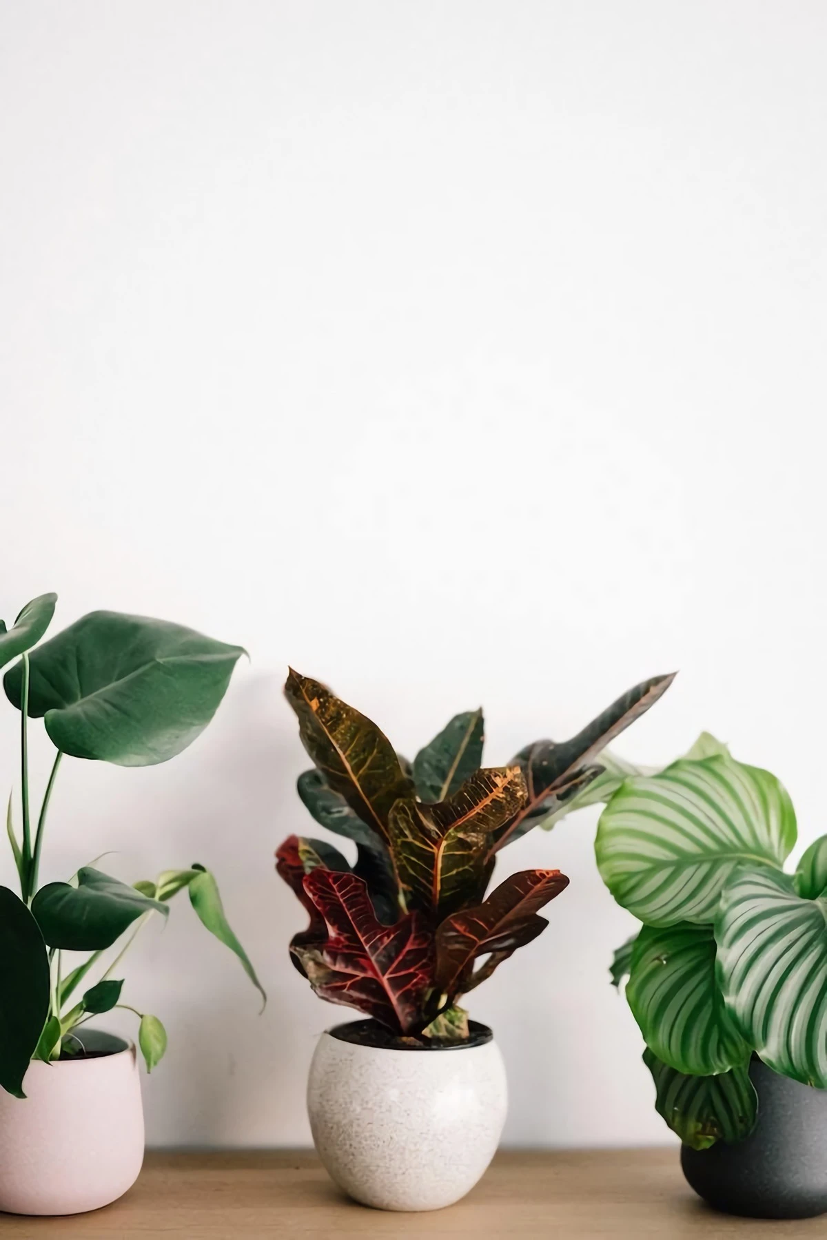 three different houseplants on white wall