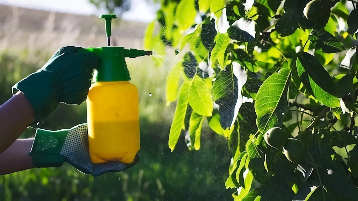 what is insecticidal soap spraying leaves with mites