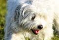 Busting 7 Common Dog Myths: Are They True Or False?
