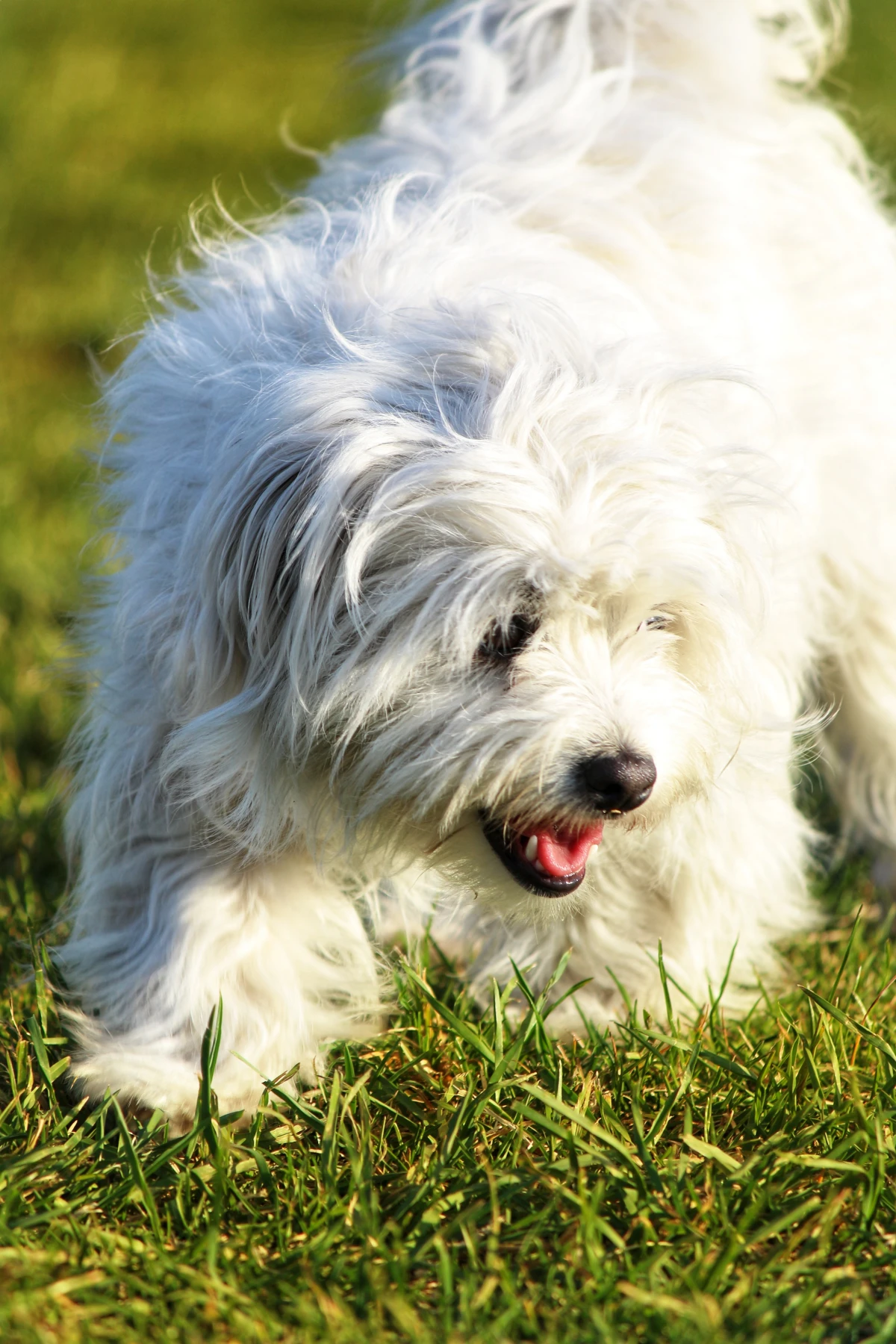 white dog walking on grass