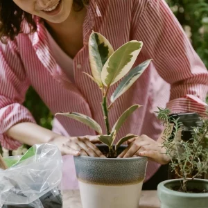 Indoor Plants Trend Forecast For 2023 - Everything You Need To Know