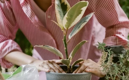 woman taking care of her plant