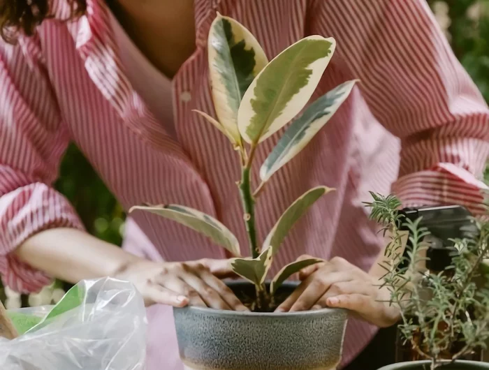 woman taking care of her plant