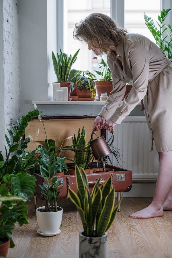 woman watering her houseplants