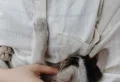9 Common Cat Myths That You Need To STOP Believing