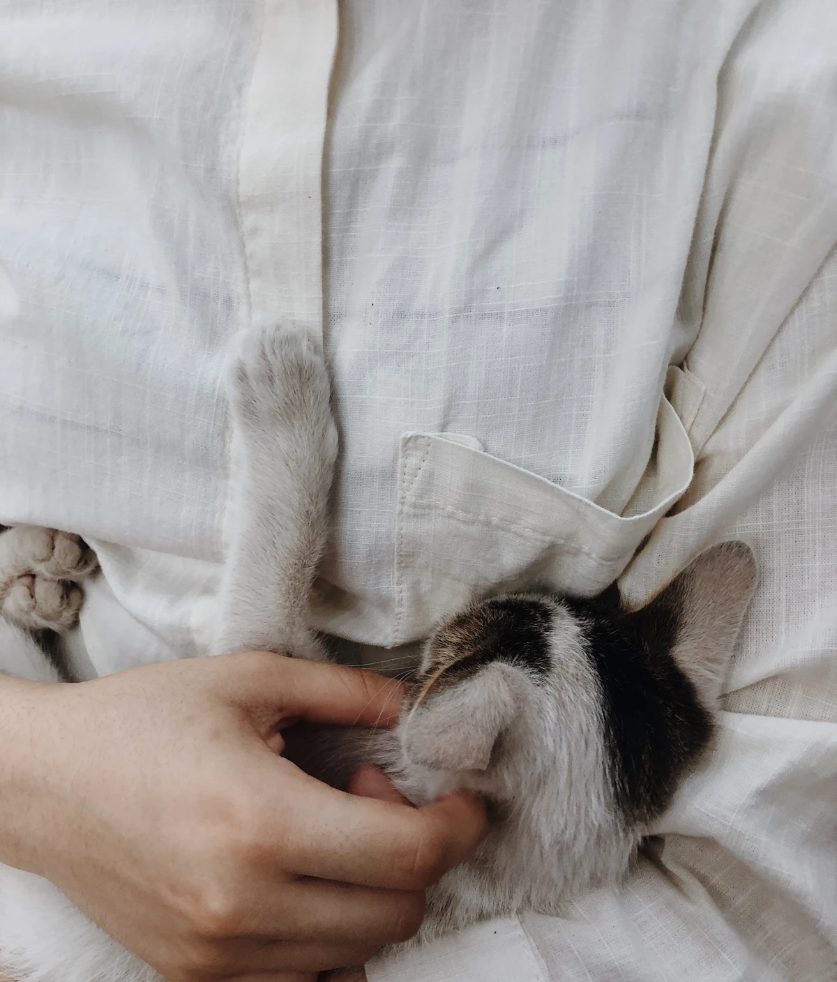 a cat snuggled in its owners arms