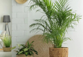 6 Moisture-Loving Houseplants For Less Indoor Humidity