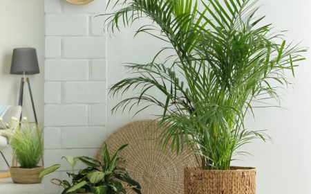 6 Moisture-Loving Houseplants For Less Indoor Humidity