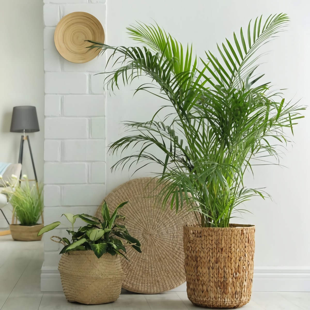 best indoor plants to reduce humidity.jpg