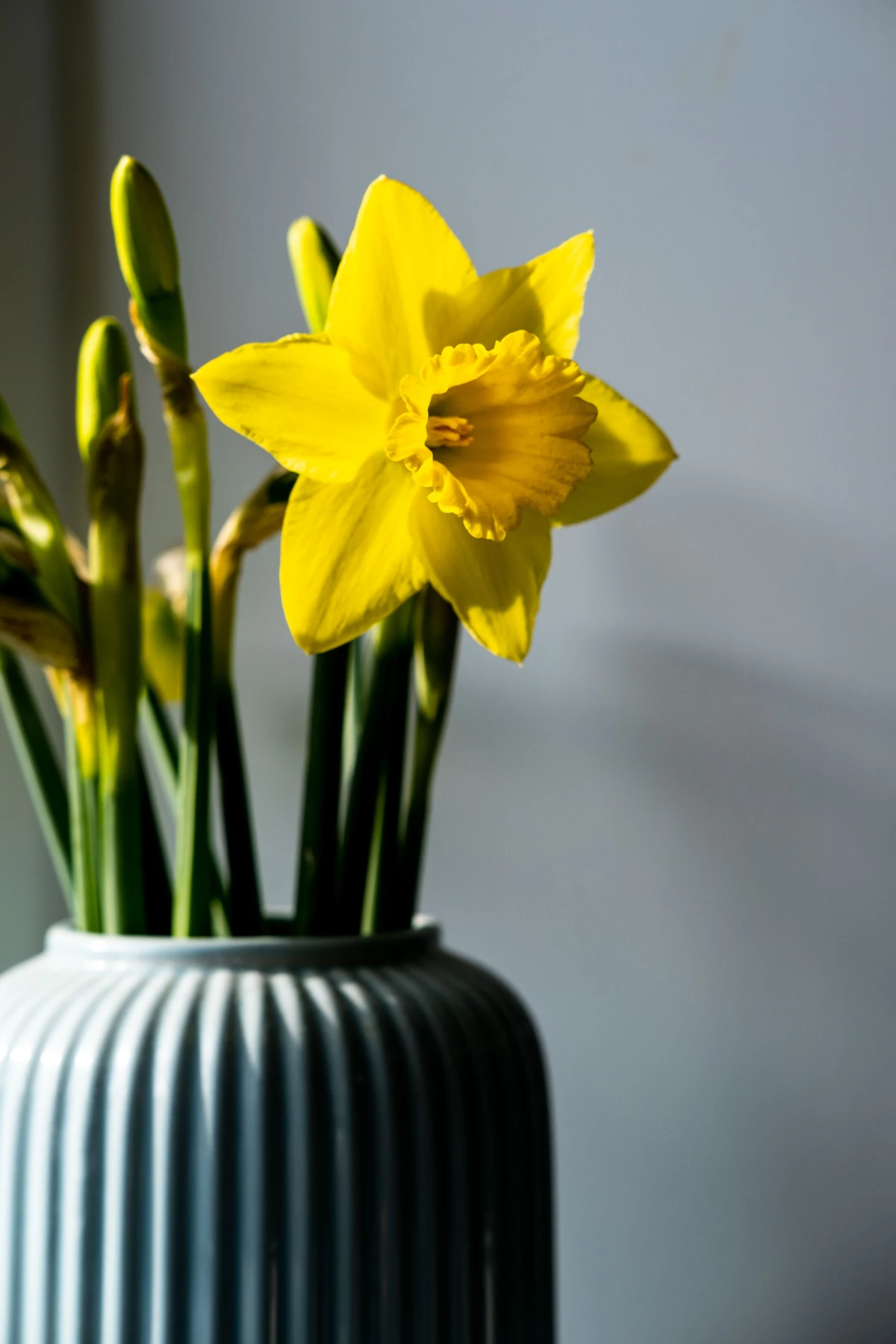 best spring flowers daffodil flower