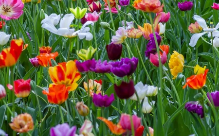 best spring flowers field of tulip flowers