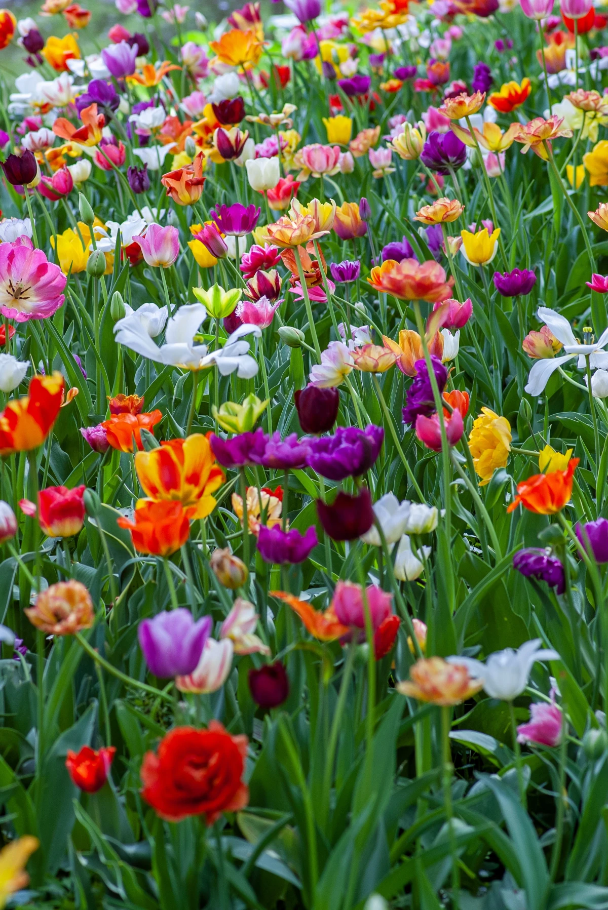 best spring flowers field of tulip flowers