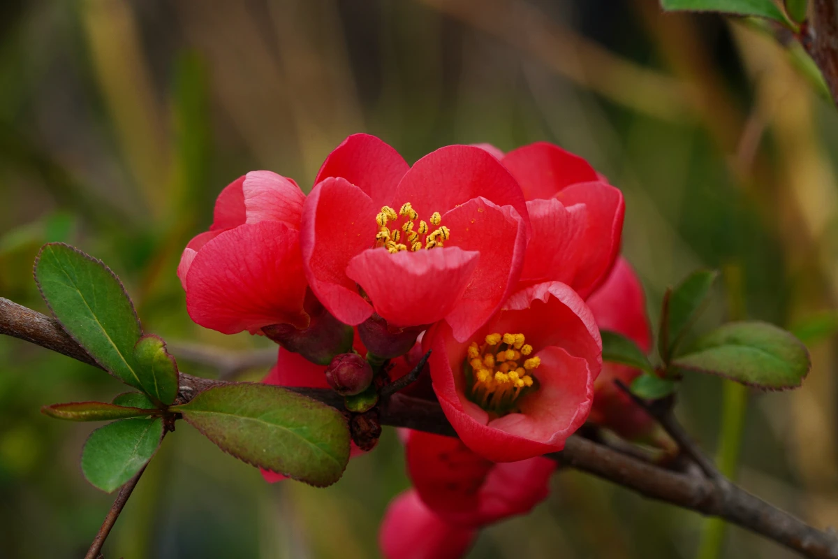 best spring flowers flowering quince in red