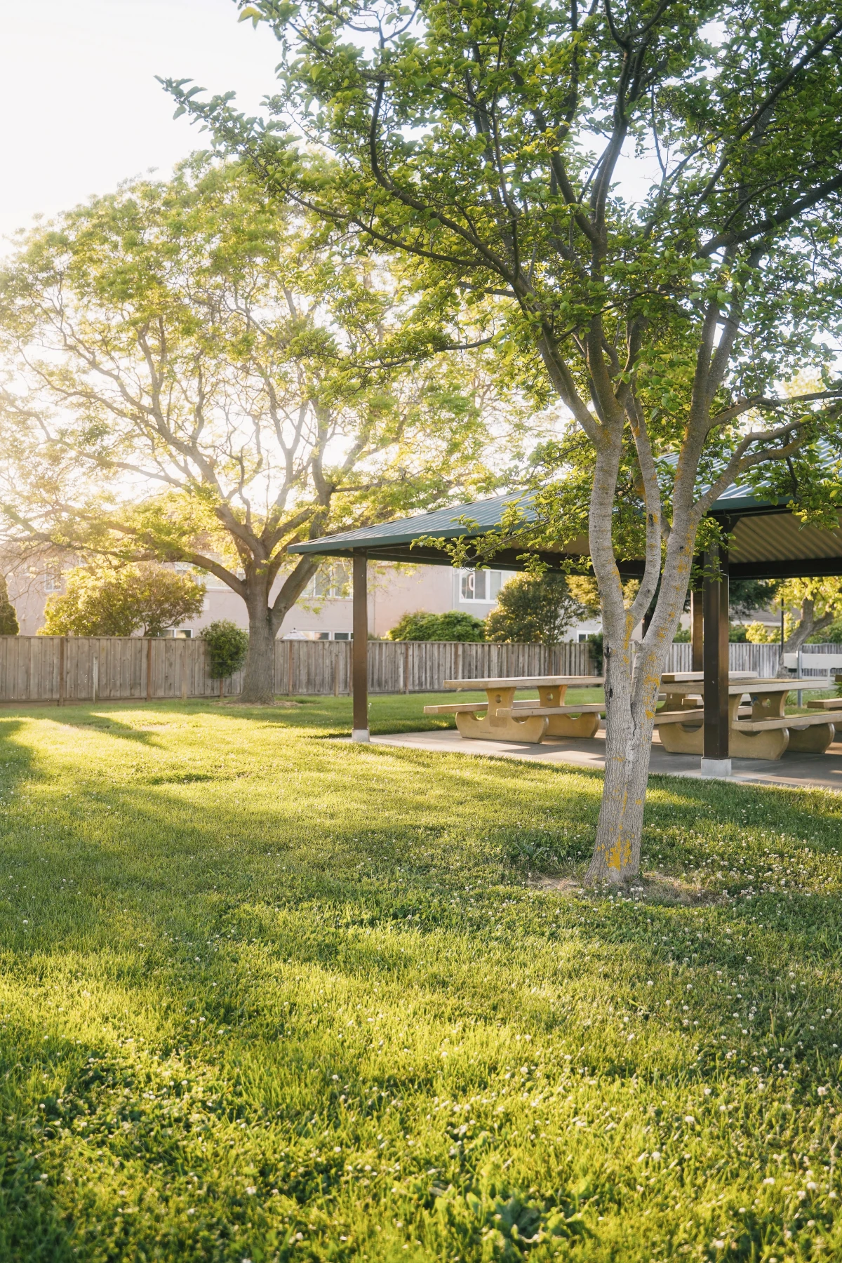 big tree and green lawn